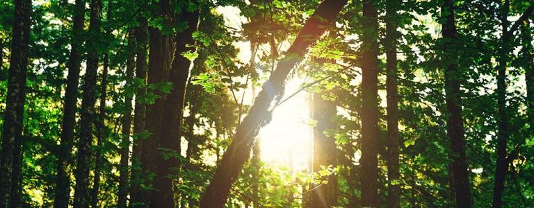 Can going solar boost corporate social responsibility and revenue