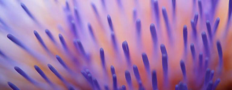 Close up of flower.
