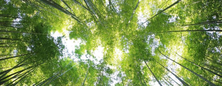 Looking up at tall trees.